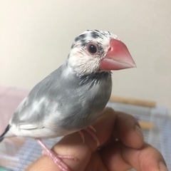 24時以後返信します/文鳥とセキセイインコさんです