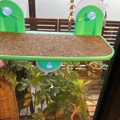  ドギーマンハヤシ キャティーマン ガラス窓にくっつける ねこち...