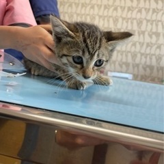 (相談中)飼い主さん募集：子猫(2ヶ月弱) 