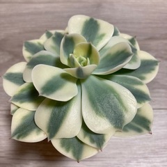 エケベリア　ルノーディーン