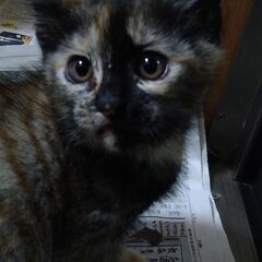 仔猫ちゃんの里親さん募集！ご希望によりケージも譲ります。