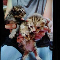子猫の里親募集してます