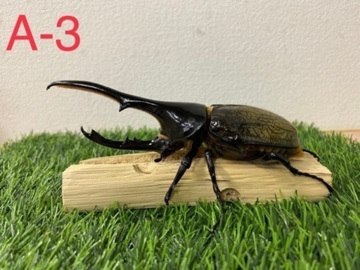 ヘラクレスオオカブト　オス単品 (A-3)
