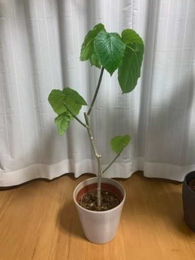 ウンベラータ