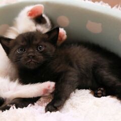 里親様決定！無責任なエサやりさんを説得し保護した子猫２匹の里親様...
