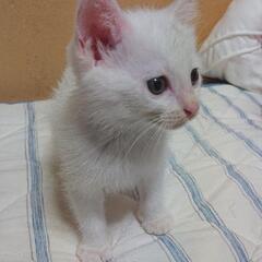 助けて下さい！ 仔猫 【生後約1ヶ月半程度・白色・黄色目】