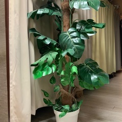 【大きい木】人工観葉植物　お手入れ不要で楽♪　新宿　1,000円！　造木/フェイクグリーンの画像
