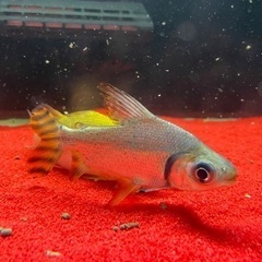 楽天市場】カラー プロ キロ ダス（熱帯魚・アクアリウム