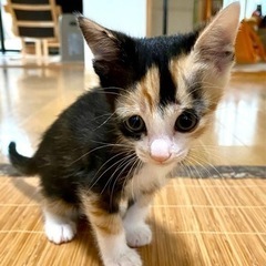里親を探しています。