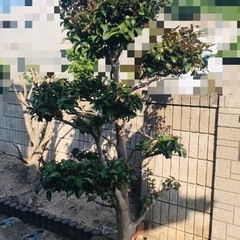 椿　ツバキ　　庭木　観葉植物