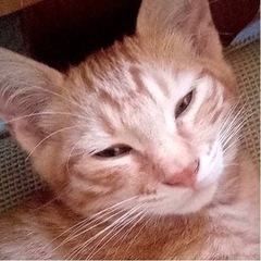 【決まりました】生後3ヶ月の好奇心旺盛で甘えん坊な茶トラの♂