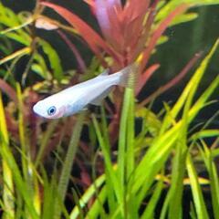 白メダカ 10匹 (成魚)②