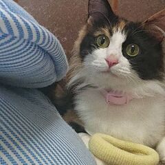 至急です。
