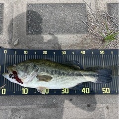 バス釣り勝負しましょう🎣 - 戸田市