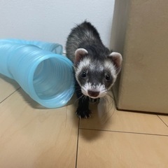 里親お願いします。