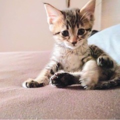 キジトラ子猫犬ちゃんみたいなポンタくんの画像