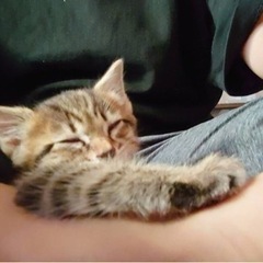 キジトラ子猫犬ちゃんみたいなポンタくん − 大阪府