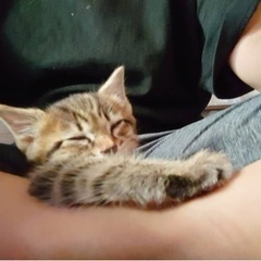 キジトラ子猫犬ちゃんみたいなポンタくん - 猫