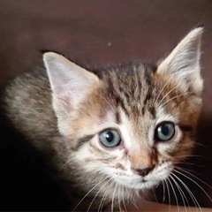 キジトラ子猫犬ちゃんみたいなポンタくん - 大阪市