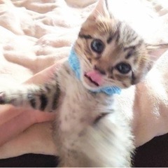 キジトラ子猫犬ちゃんみたいなポンタくん - 里親募集