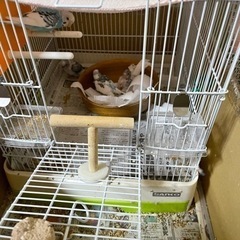 セキセイインコの雛です🦜