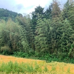 広島市の竹林情報求む