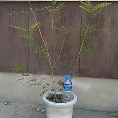 人気のシマトネリコ抜き苗