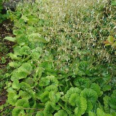 植物　ユキノシタを差し上げます