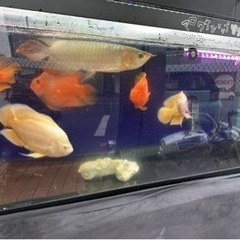 アロワナショップYSきんぎょ。その3（松森店）の新店舗のお知らせ！ - ペット