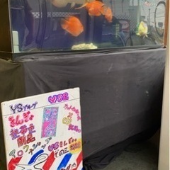アロワナショップYSきんぎょ。その3（松森店）の新店舗のお知らせ！ − 宮城県