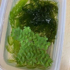 水草　ウィローモスと浮草(アマゾンフロッピー、サルビニアククラータ)の画像