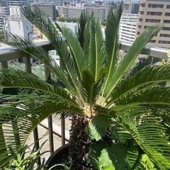 蘇鉄 120〜130㎝くらいあります