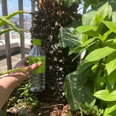 蘇鉄 120〜130㎝くらいありますの画像