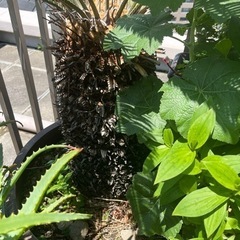 蘇鉄 120〜130㎝くらいありますの画像