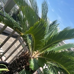 蘇鉄 120〜130㎝くらいありますの画像