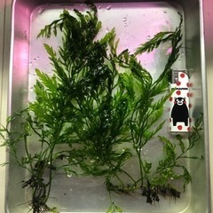 ボルビディスsp