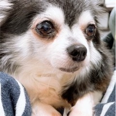 2011/03/15生 チワワ