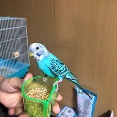 セキセイインコが迷子で、探してます！
