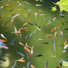 メダカ　MIX 鳥取市内‼︎ の画像