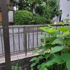 庭のフェンス作りを手伝ってくださいの画像