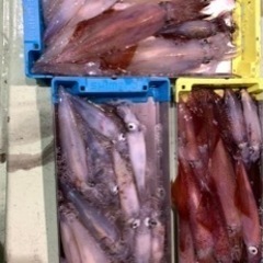 イカメタル　メンバー募集 − 岐阜県