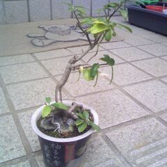 植物　石附小品盆栽用苗　柘植の木　