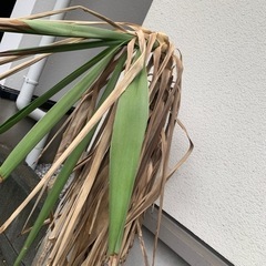 プランターの画像