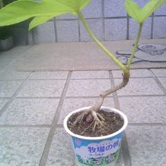 植物　小品盆栽用石附苗　ヤツデの木　其の①
