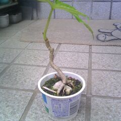 植物　小品盆栽用石附苗　ヤツデの木　其の②