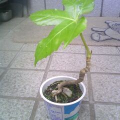 植物　小品盆栽用石附苗　ヤツデの木　其の②の画像