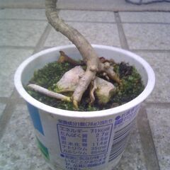 植物　小品盆栽用石附苗　ヤツデの木　其の②の画像