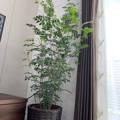 観葉植物の画像