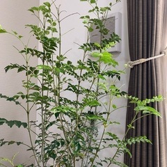 観葉植物の画像