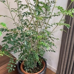 観葉植物の画像